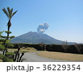 噴煙をあげる桜島 36229354