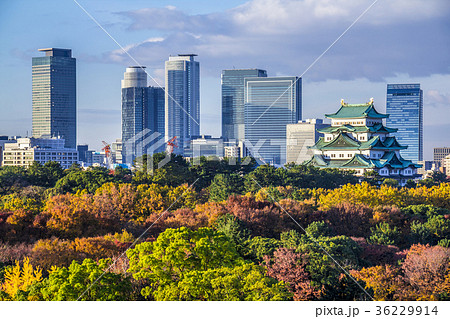 愛知県 名古屋城と高層ビル群 秋 紅葉 愛知県 名古屋城と高層ビル群 秋 紅葉 36229914
