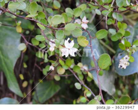 ワイヤープランツ　針金草 36229947