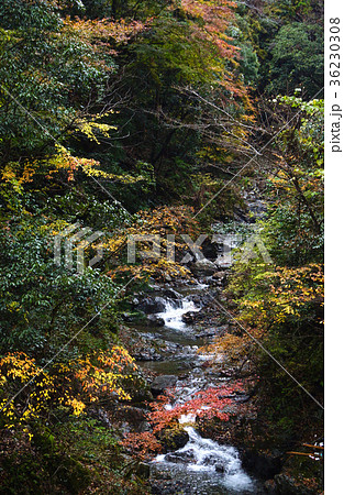 渓谷の紅葉風景　和歌山県伊都郡かつらぎ町花園村 36230308