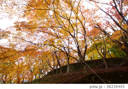 紀伊風土記の丘　秋の紅葉の風景　和歌山県和歌山市 36230405