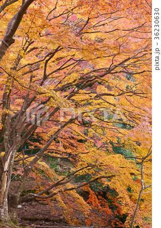 紀伊風土記の丘　秋の紅葉の風景　和歌山県和歌山市 36230630