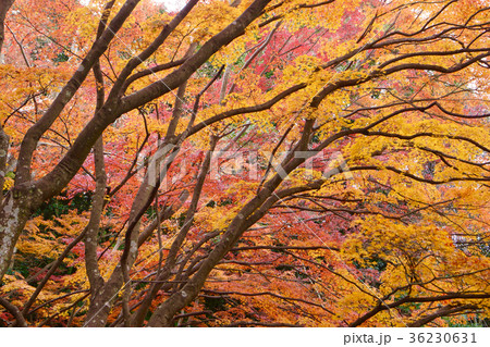 紀伊風土記の丘　秋の紅葉の風景　和歌山県和歌山市 36230631