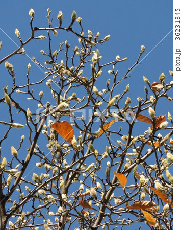 コブシ　辛夷 36231345