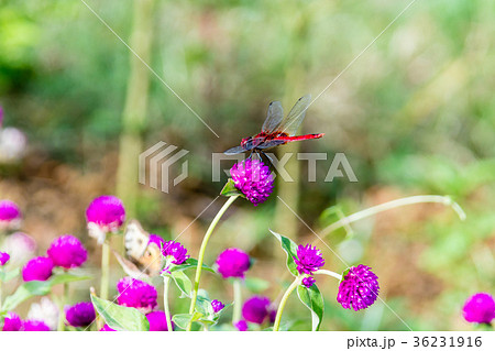 Crimson Marsh Glider dragonfly Libellulidae Crimson Marsh Glider dragonfly Libellulidae 36231916