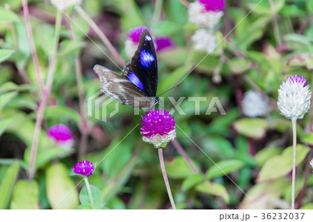 the great eggfly, the blue moon butterfly, In 36232037
