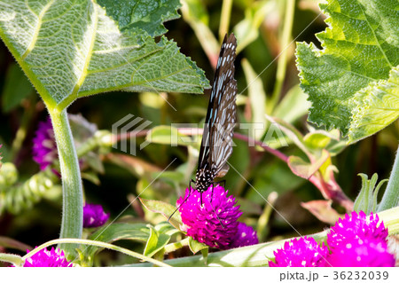 Butterfly, Blue Tiger (Tirumala limniace) India Butterfly, Blue Tiger (Tirumala limniace) India 36232039