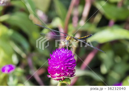 long-legged marsh glider or dancing dropwing long-legged marsh glider or dancing dropwing 36232040