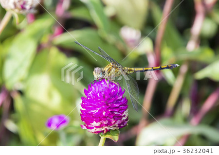 long-legged marsh glider or dancing dropwing long-legged marsh glider or dancing dropwing 36232041