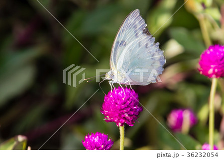 The Small White (Pieris rapae) a butterfly The Small White (Pieris rapae) a butterfly 36232054