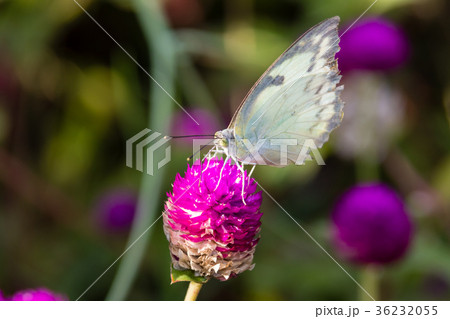 The Small White (Pieris rapae) a butterfly The Small White (Pieris rapae) a butterfly 36232055