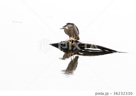 Water gulls bird from Backwater in Kerala 36232330