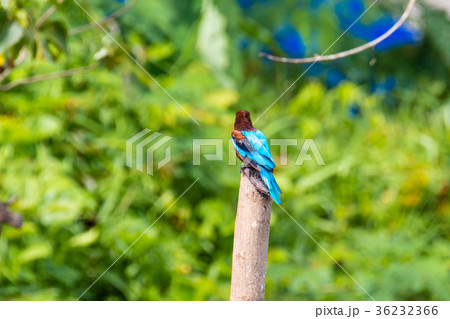 Kingfisher bird from Kerala India 36232366
