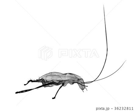 cockroach in wire carcass 36232811
