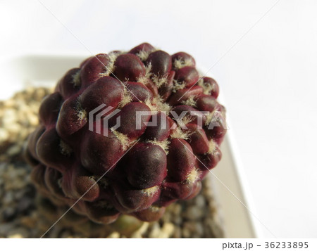 サボテン クニゼイ サボテン クニゼイ 36233895