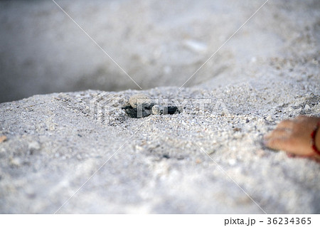 newborn baby green golfina turtle approaching sea newborn baby green golfina turtle approaching sea 36234365