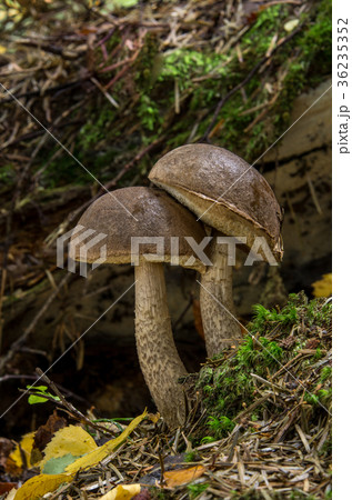 Leccinum pseudoscabrum, edible mushrooms Leccinum pseudoscabrum, edible mushrooms 36235352