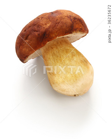 ポルチーニ 36235672