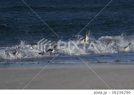 Gentoo Penguins coming ashore 36236290