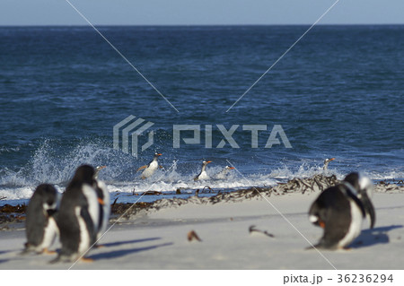 Gentoo Penguins coming ashore 36236294