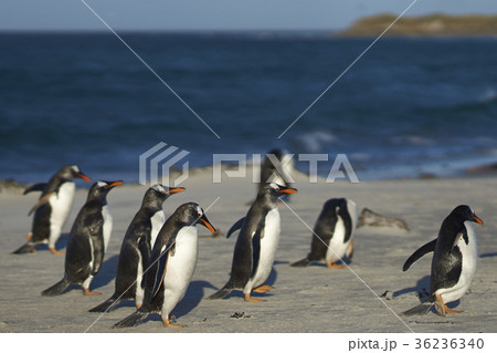 Gentoo Penguins on a sandy beach. 36236340