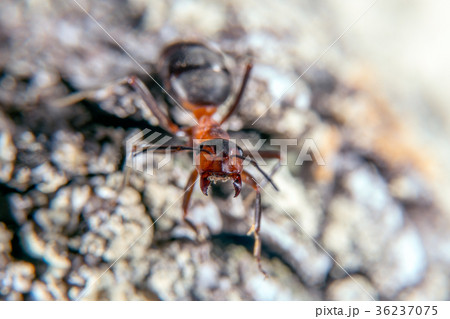 Red wood ant Red wood ant 36237075