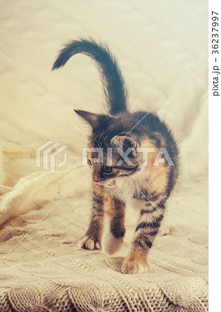 Colorful striped little kitten walks 36237997