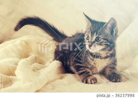 Cute striped little kitten rests  36237998
