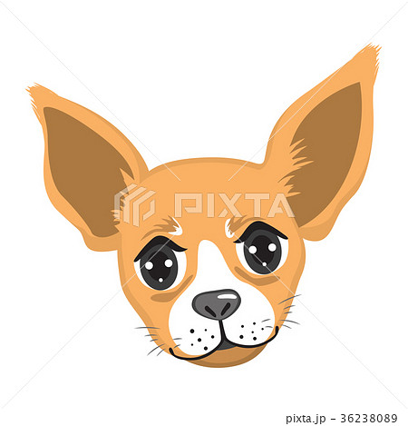 Chihuahua Portrait Avatar 36238089