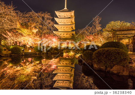 日本の秋 京都 東寺のライトアップと紅葉 36238340