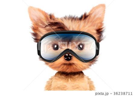Funny Dog wearing ski goggles. Christmas concept 36238711