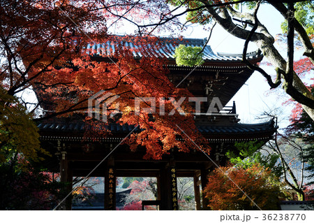 功山寺　もみじ 36238770