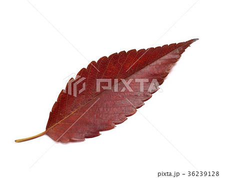 黄葉したケヤキの葉 36239128