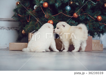 Cute samoed puppies near a Christmas tree. New Cute samoed puppies near a Christmas tree. New 36239339