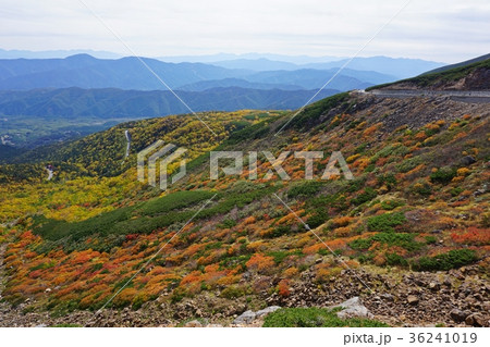 紅葉の乗鞍岳 乗鞍エコーライン森林限界の紅葉 紅葉の乗鞍岳 乗鞍エコーライン森林限界の紅葉 36241019