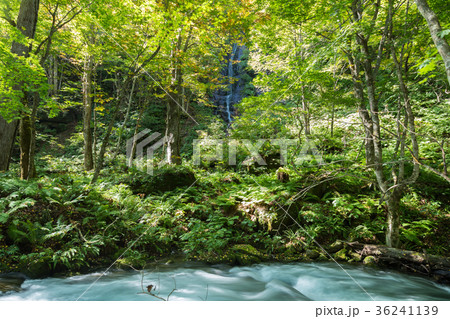 白布の滝　奥入瀬渓流　[青森県] 36241139