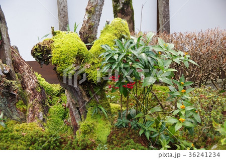 湖東三山 36241234