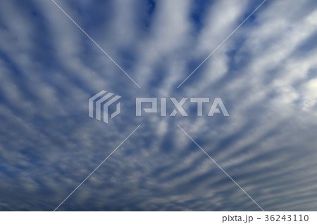 自然 気象 波状雲、空一面を覆った波のような高積雲。少し列が乱れていますが・・・ 自然 気象 波状雲、空一面を覆った波のような高積雲。少し列が乱れていますが・・・ 36243110