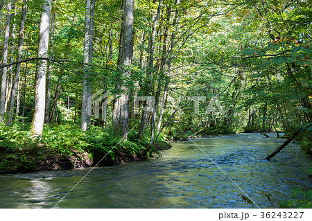 奥入瀬渓流　夏季　[青森県] 36243227