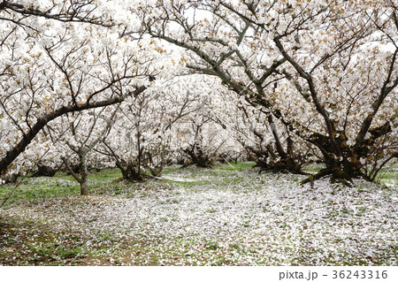 御室桜 36243316