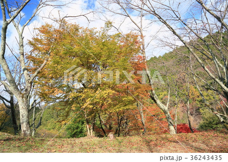 ムクノキ黄葉 36243435