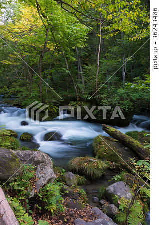 石ヶ戸の瀬　奥入瀬渓流　[青森県] 36243486