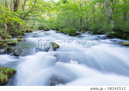 三乱の流れ　奥入瀬渓流　[青森県] 36243512