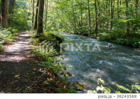 奥入瀬渓流　夏季　[青森県] 36243569