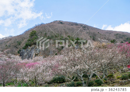 湯河原梅林　幕山公園 36243785