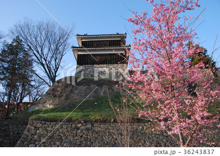 上田城跡　現存する西櫓と桜 36243837