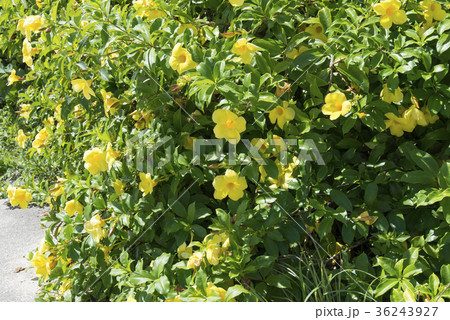 オオバナアリアケカズラ(石垣島の風景) オオバナアリアケカズラ(石垣島の風景) 36243927