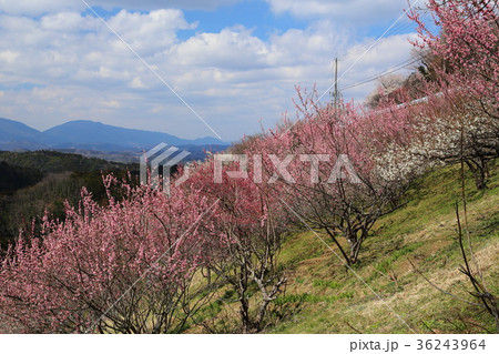広橋梅林 広橋梅林 36243964