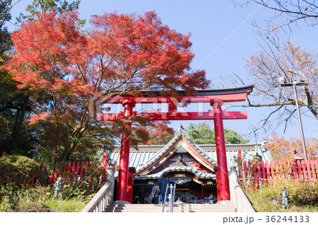 高尾山　高尾山薬王院　本社（権現堂）鳥居 36244133