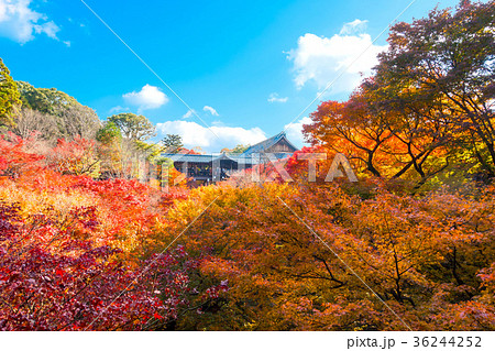 東福寺 通天橋の紅葉 36244252